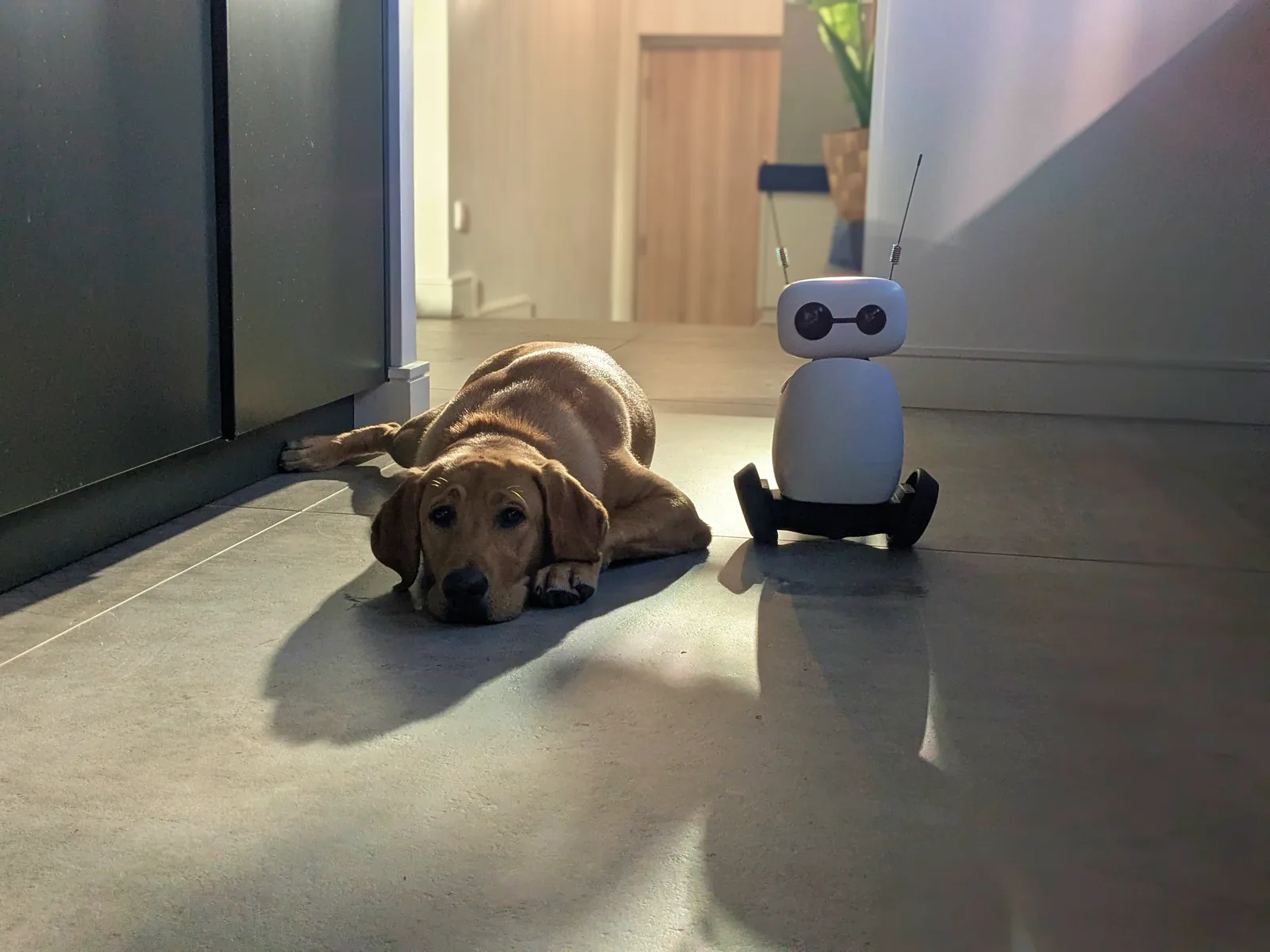 Reachy Mini on its hoverboard next to a dog lying on the floor